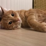 Zeynep