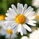 Dilek