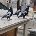 Profil fotoğrafı