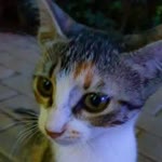 Elif