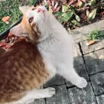 Özlem