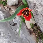 Şaban