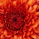 Meryem