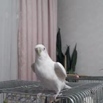 Emine