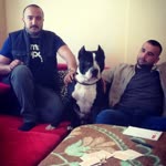 Süleyman