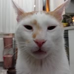 Yiğit
