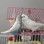 Landi