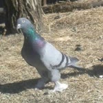 Metin