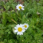 Zeynep