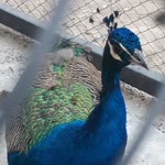 Serhat