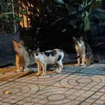 Öykü