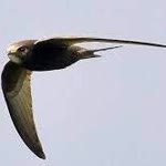 Erhan