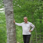 Halis