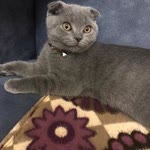 Gökhan