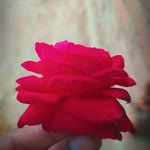 Sunil