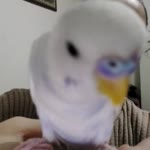 Dilan