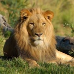 Aslan