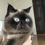 Fnd