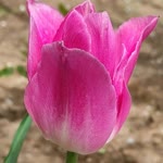 Filiz