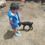 Davut