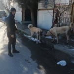Servet