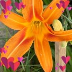Serpil