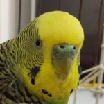 Abdulkadir