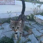 Gökhan