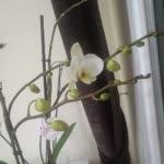 Firaset
