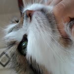 Sevilay