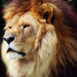 Hakan