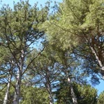 Sezgin