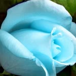 Yahya