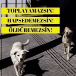 Gökçe