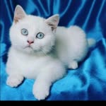 Arzu