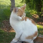 Derya