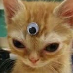 Koo