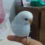 Gurbanjemal