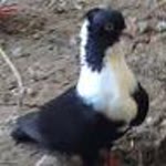 Profil fotoğrafı