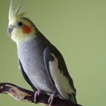 Orhan