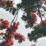 Duru