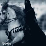 Nevin