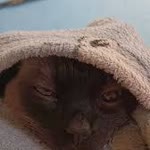 Alican