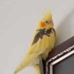 Beyfendi
