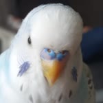 Ege