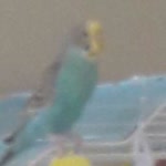 Engin