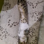 Furkan