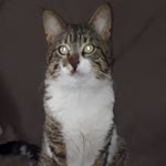 Nurşen