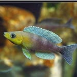 Tanganyika