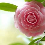 Hatice